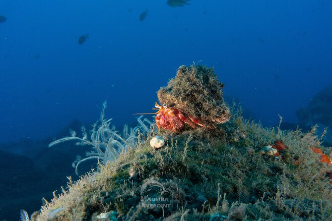 Funchal: Scuba Diving Experience for Beginners - The 45-minute briefing makes the difference