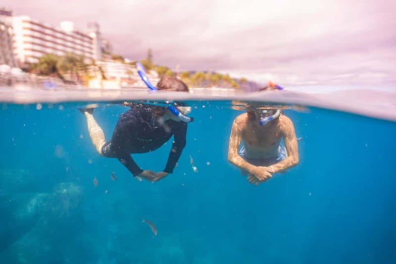 Funchal: Snorkeling Adventure in Eco-Park / Shore or by Boat - Key points to know before you book