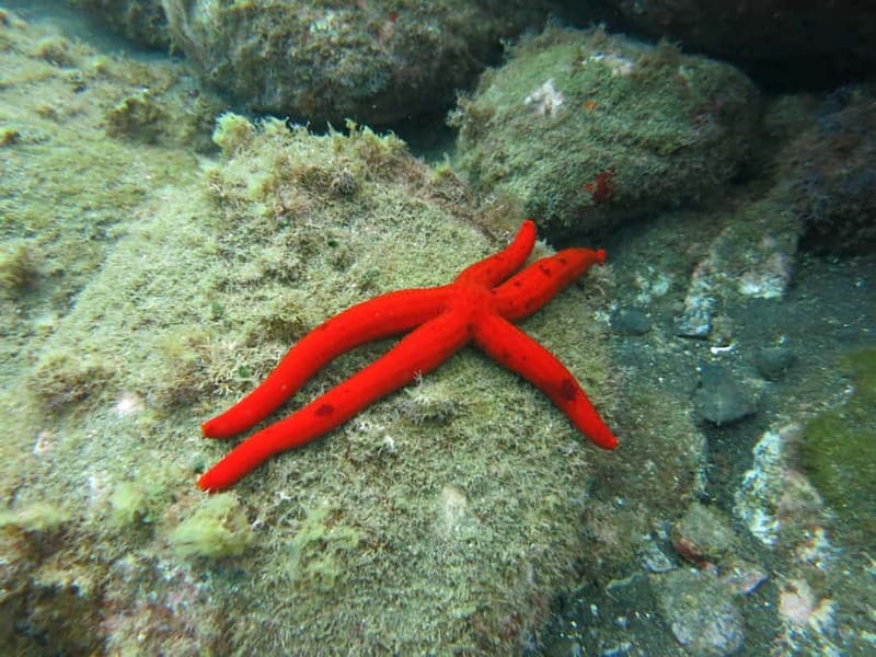 Funchal: Snorkeling Adventure in Eco-Park / Shore or by Boat - Starting inside the Pestana Carlton hotel