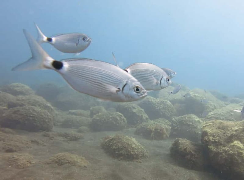 Funchal: Snorkeling Adventure in Eco-Park / Shore or by Boat - Staff support makes this easier for beginners