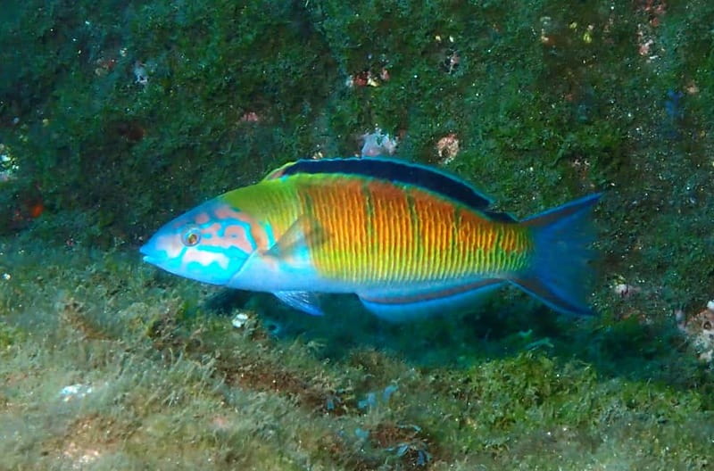 Funchal: Snorkeling Adventure in Eco-Park / Shore or by Boat - The practical drawbacks to consider