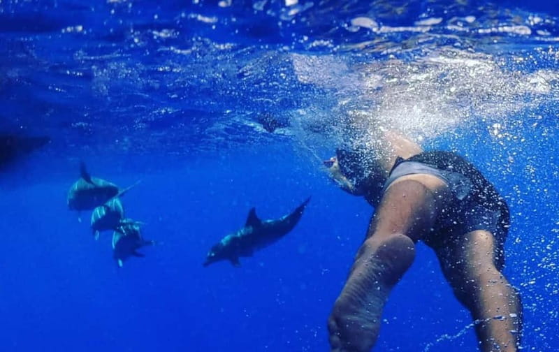 Funchal: Whale Watching and Swimming with Dolphins Cruise - Booking details that matter