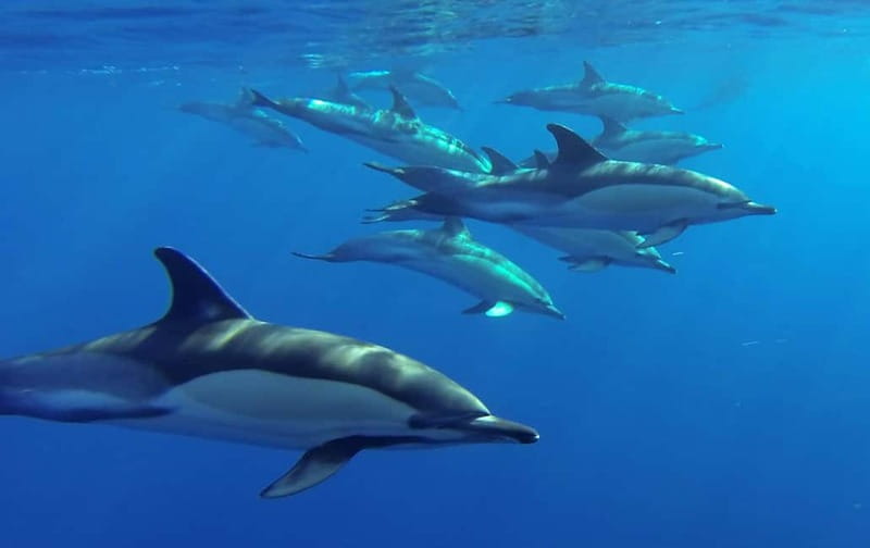 Funchal: Whale Watching and Swimming with Dolphins Cruise - Boat size and comfort during 2.5 hours