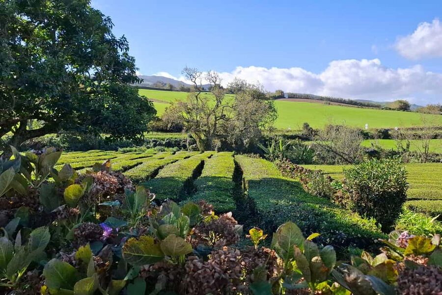 Furnas: Volcano Crater, Lake, Tea Plantation, and Waterfall - Why this eastern São Miguel tour works