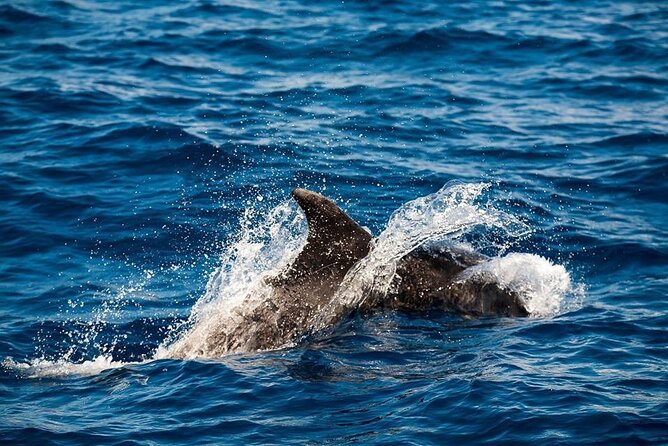 Glass Bottom Boat Tour & Snorkeling in São Miguel, Azores - Seeing the Vila Franca do Campo Islet from below