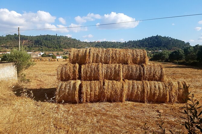 Half-Day Small-Group E-Bike Tour of Rural Algarve with Lunch - Bread, cheese, and lunch above the countryside