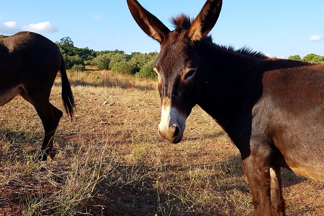 Half-Day Small-Group E-Bike Tour of Rural Algarve with Lunch - What the $571 price really buys