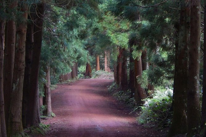 Half Day Terceira Island Tour by 4x4 - What the $96.55 price gets you