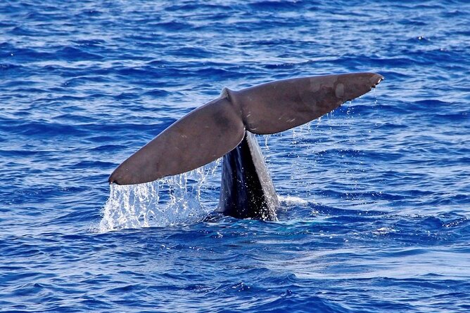 Hop-on Hop-off Bus Tour and Catamaran Whale & Dolphin Watching - Câmara de Lobos and the western stretch