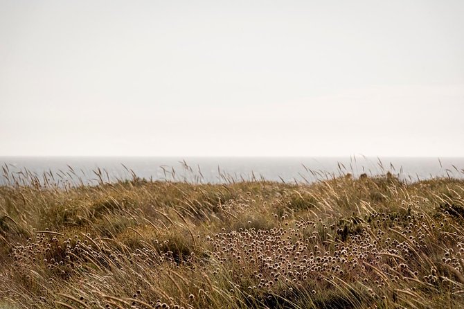 Horse Riding on the Beach - Walking, trotting, and the question of galloping