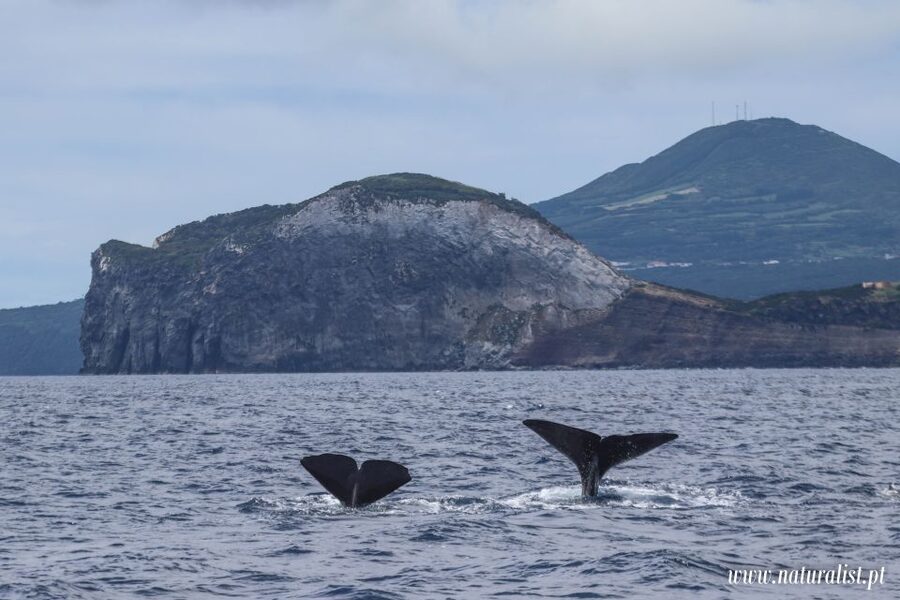Horta: University Startup Whale and Dolphin RIB Boat Trip - Who will enjoy this trip most