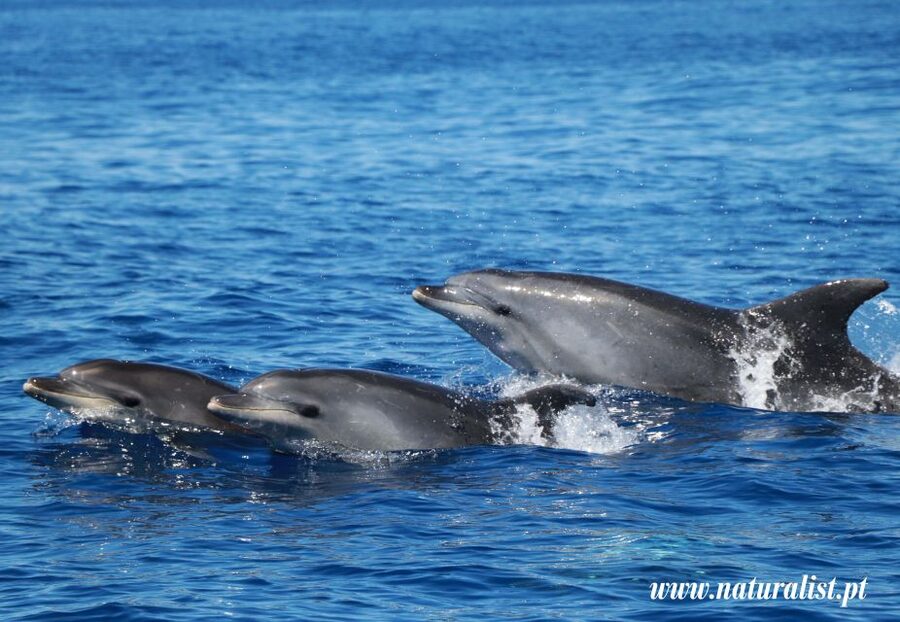 Horta: University Startup Whale and Dolphin RIB Boat Trip - Why this Horta whale-watching trip feels different