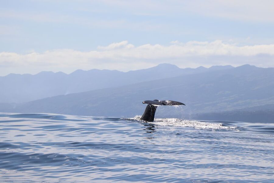 Horta: University Startup Whale and Dolphin RIB Boat Trip - The search for whales and dolphins