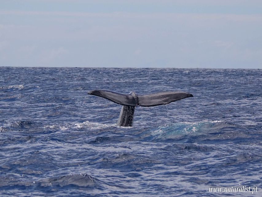 Horta: University Startup Whale and Dolphin RIB Boat Trip - What the wildlife encounters can look like