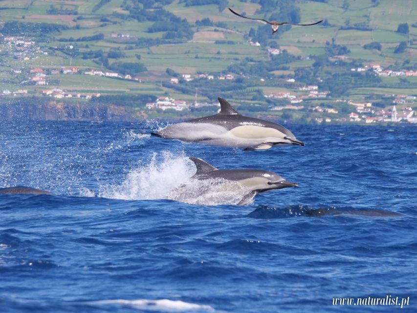 Horta: University Startup Whale and Dolphin RIB Boat Trip - A guide who explains what you are seeing