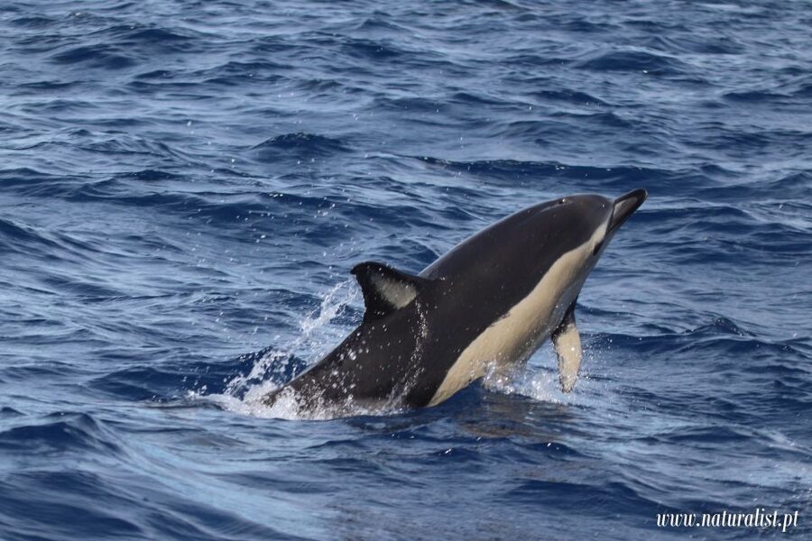 Horta: University Startup Whale and Dolphin RIB Boat Trip - A short itinerary with real open-water time