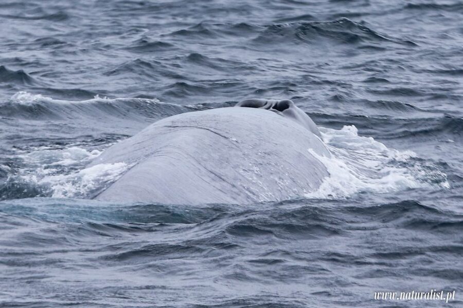 Horta: University Startup Whale and Dolphin RIB Boat Trip - Is the $101 price fair?