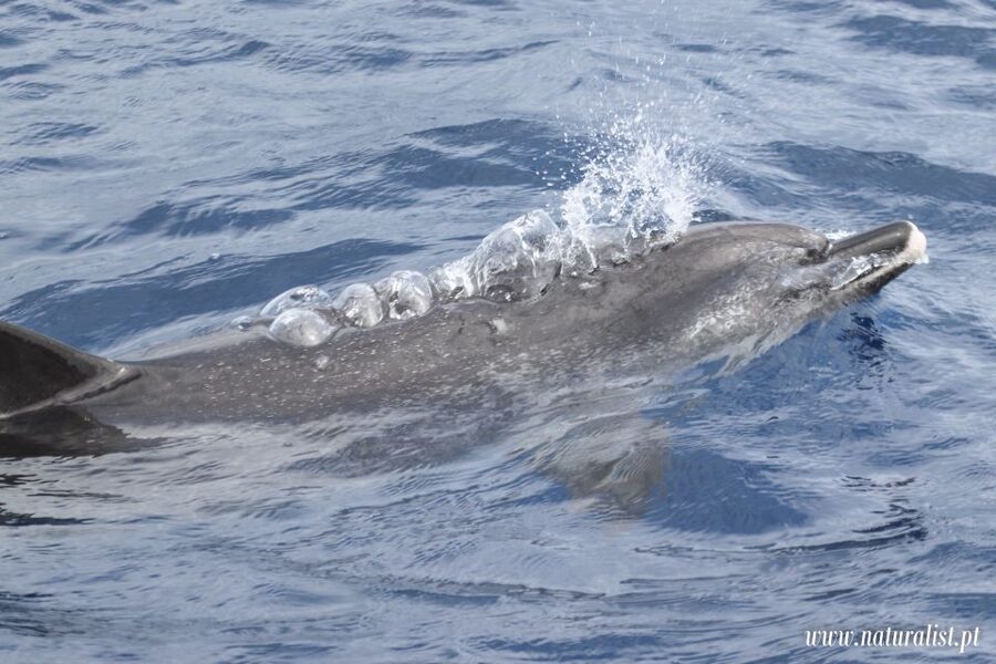 Horta: University Startup Whale and Dolphin RIB Boat Trip - Weather, comfort, and the chance of no whales