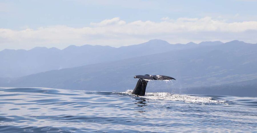 Horta: University Startup Whale and Dolphin RIB Boat Trip - Leaving Horta Marina in a 16-person RIB