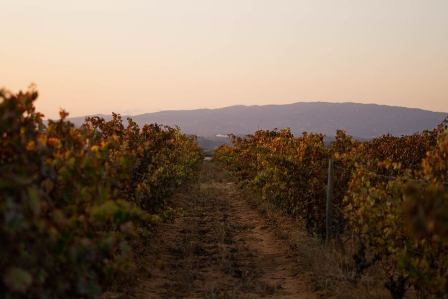 Lagoa: 2.5-Hour Vineyard Dinner with Winetasting - Key points to know before booking