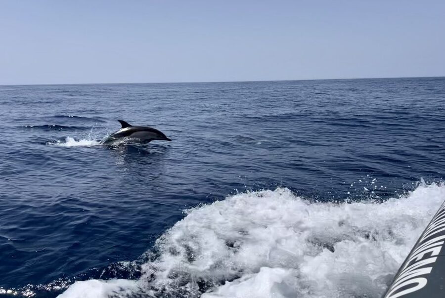 Lagoa: Dolphin Watching & Benagil Tour with Biologist Guide - From Parchal to the open Atlantic