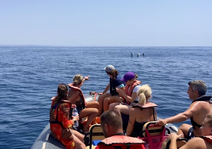 Lagoa: Dolphin Watching & Benagil Tour with Biologist Guide - Searching for common and bottlenose dolphins