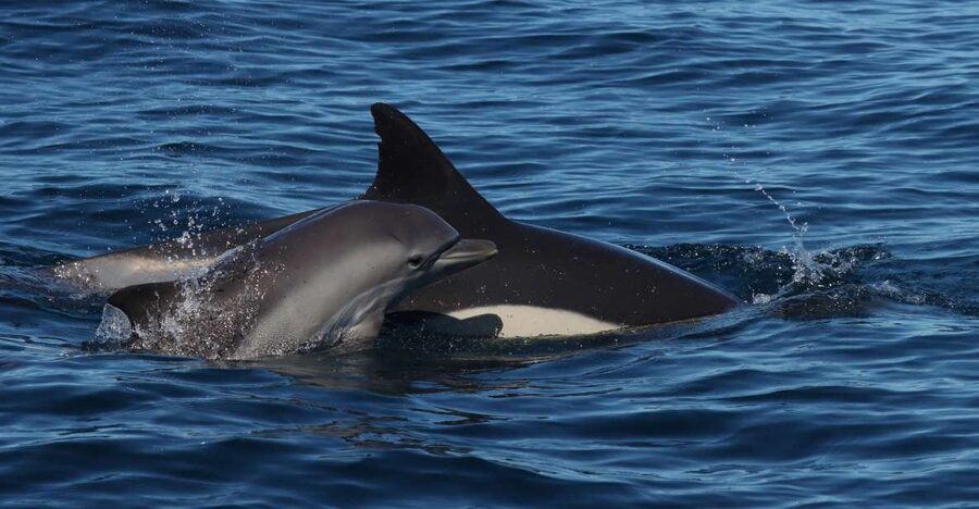 Lagoa: Dolphin Watching & Benagil Tour with Biologist Guide - Benagil Cave and the Algarve cliffs