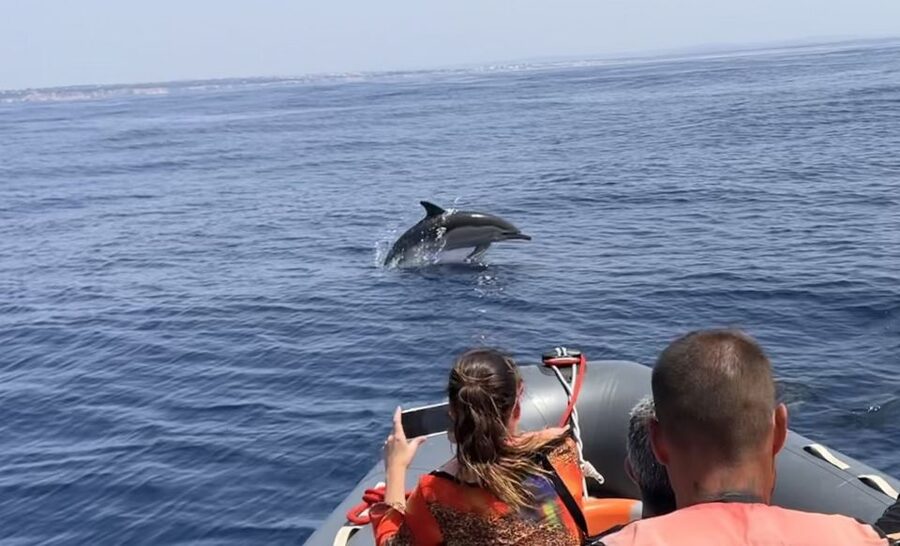 Lagoa: Dolphin Watching & Benagil Tour with Biologist Guide - What to bring and what to leave behind