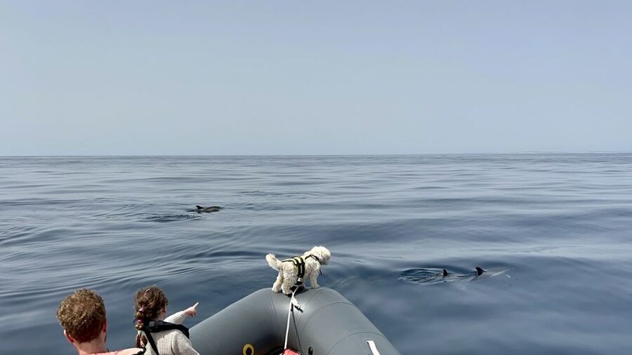 Lagoa: Dolphin Watching & Benagil Tour with Biologist Guide - Should you book with Capitão Nemo?