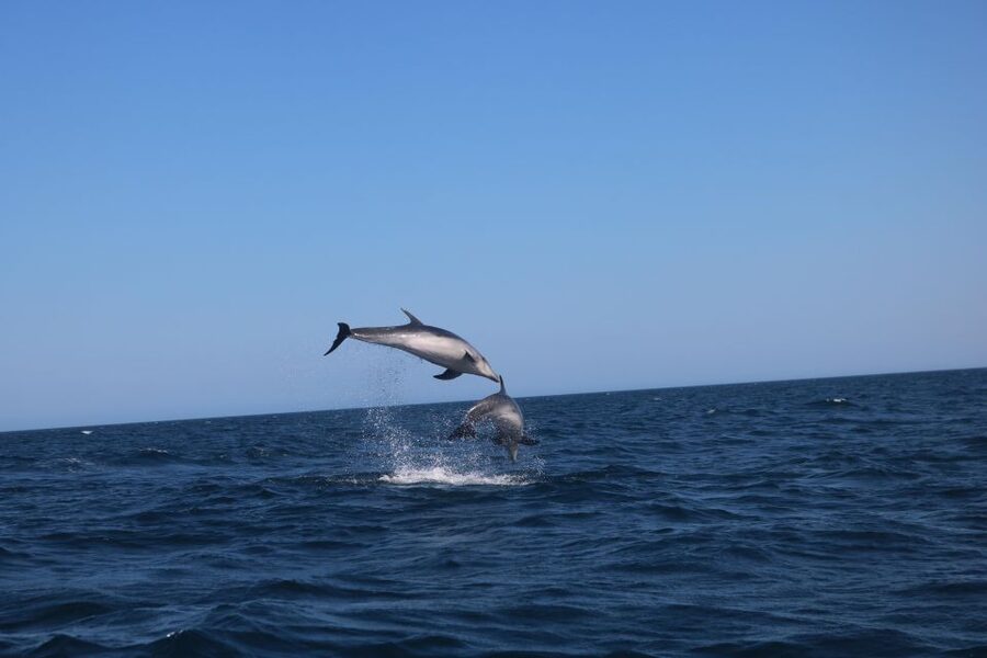 Lagoa: Dolphins Expedition with biologist guide on board - My verdict on the Lagoa dolphin expedition
