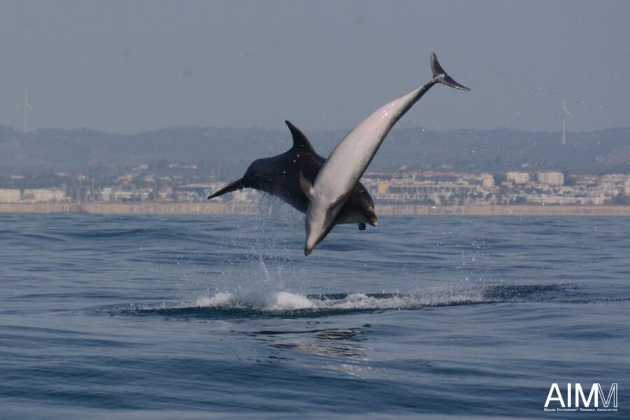 Lagoa: Dolphins Expedition with biologist guide on board - Beyond dolphins: whales, turtles, sharks, and marlin