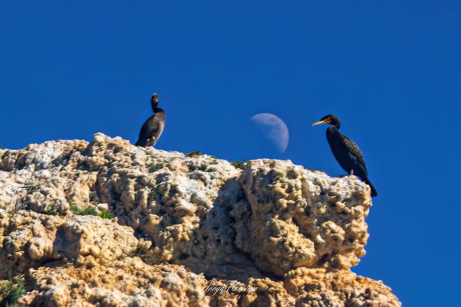 Lagoa: Dolphins Expedition with biologist guide on board - What to wear for Algarve’s changeable offshore weather