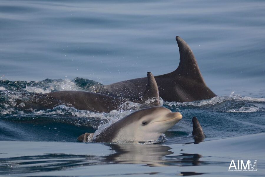 Lagoa: Dolphins Expedition with biologist guide on board - Is $82 fair for three hours?