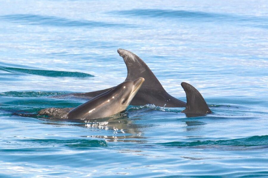 Lagoa: Dolphins Expedition with biologist guide on board - Who should choose this boat trip?