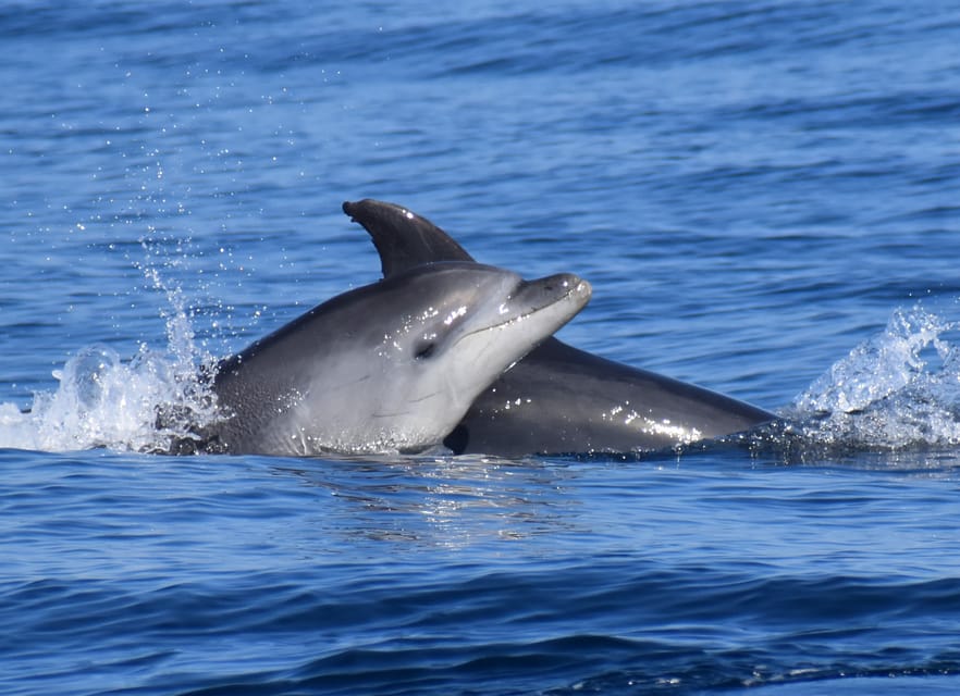 Lagos: Combo Dolphin and Benagil Tour with Marine Biologist - Should you book the Lagos dolphin and Benagil tour?