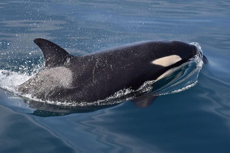 Lagos: Combo Dolphin and Benagil Tour with Marine Biologist - The marine biologist makes the wildlife useful