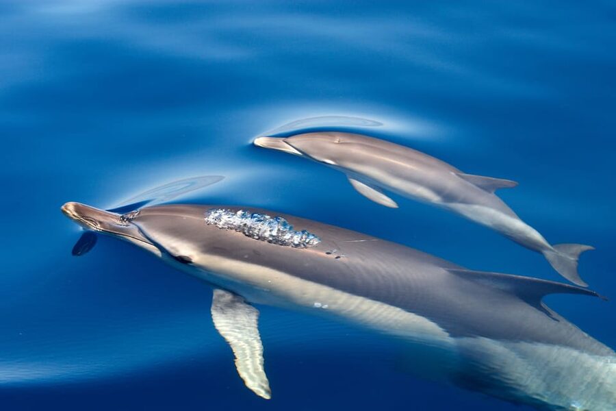 Lagos: Combo Dolphin and Benagil Tour with Marine Biologist - Sea conditions should guide your decision