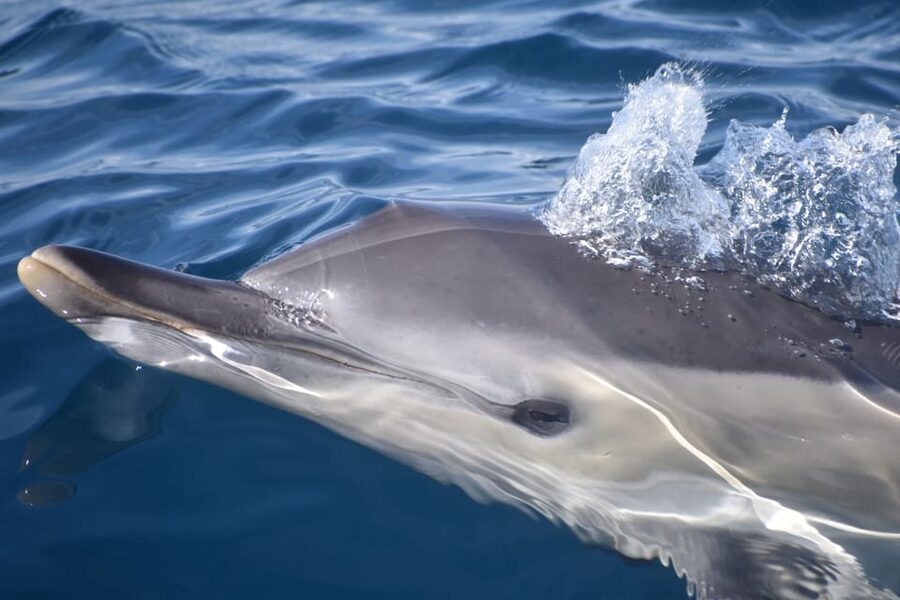 Lagos: Combo Dolphin and Benagil Tour with Marine Biologist - What the Hurricane speedboat feels like