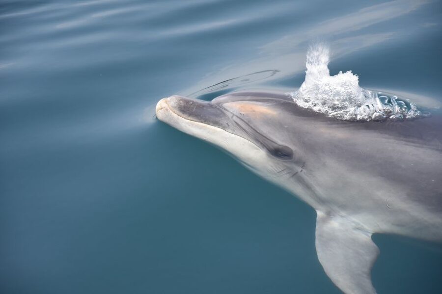 Lagos: Dolphin Watch Tour with Professional Marine Biologist - Why the marine biologist changes the experience