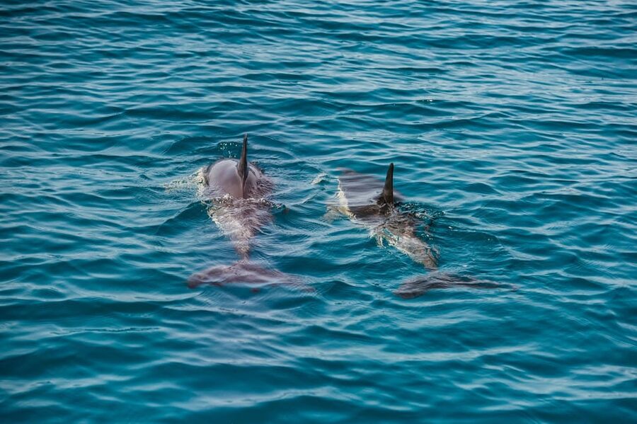 Lagos: Dolphin Watch Tour with Professional Marine Biologist - Is $42 a good value in Lagos?