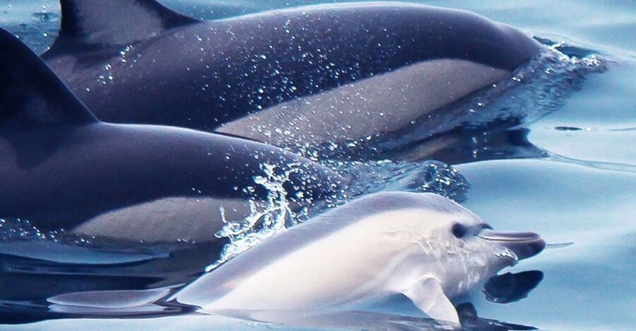 Lagos: Dolphin Watching with Professional Marine Biologists - Key points to know before you book
