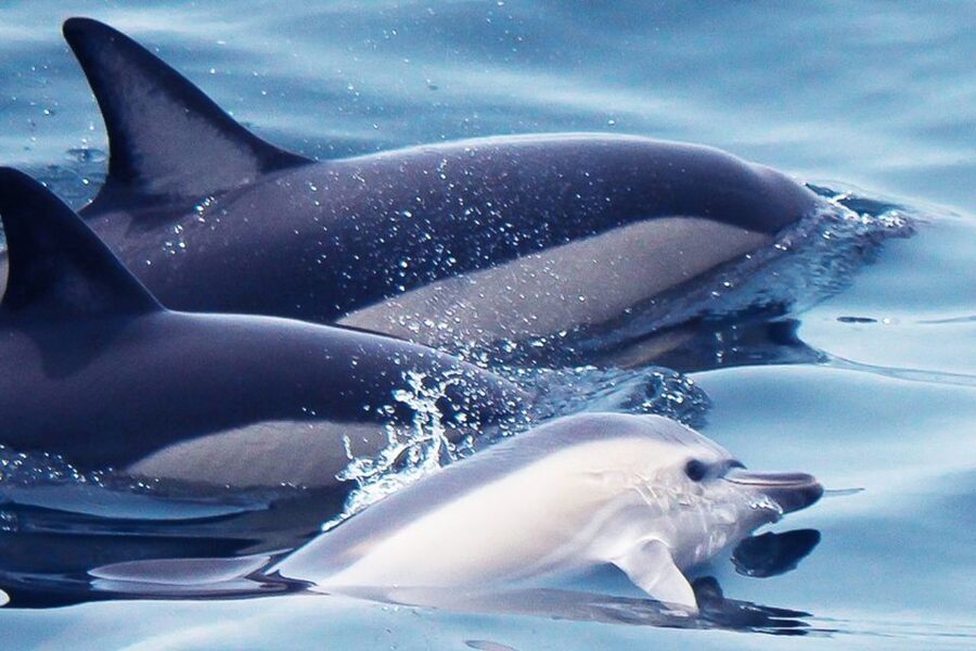 Lagos: Dolphin Watching with Professional Marine Biologists - Racing out from Lagos Marina
