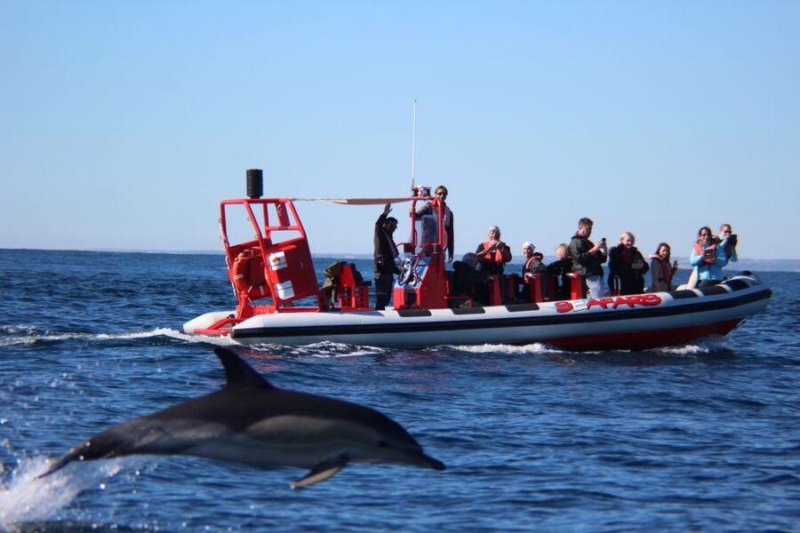 Lagos: Dolphin Watching with Professional Marine Biologists - Watching animals without feeding them
