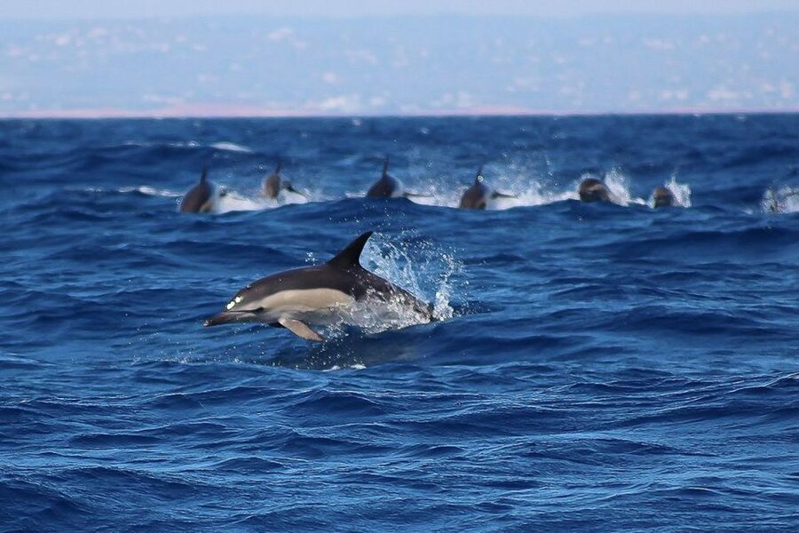 Lagos: Dolphin Watching with Professional Marine Biologists - The boat, comfort, and practical limits