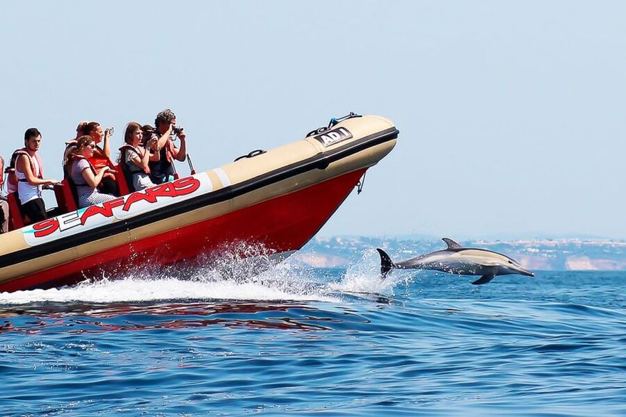 Lagos: Dolphin Watching with Professional Marine Biologists - Choosing the right day and preparing well