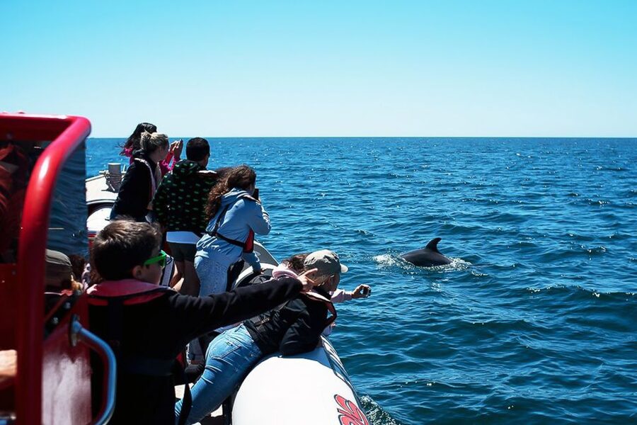 Lagos: Dolphin Watching with Professional Marine Biologists - Should you book the Seafaris dolphin trip?