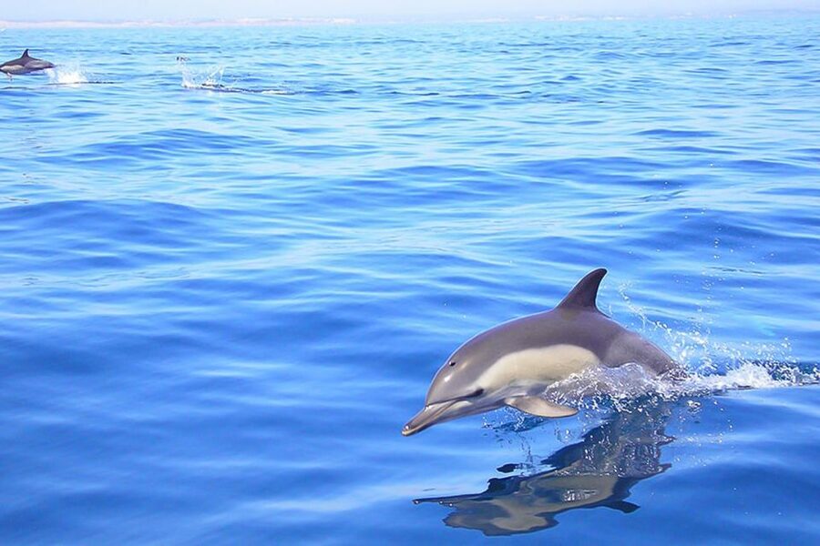 Lagos: Dolphin Watching with Professional Marine Biologists - Searching for dolphins in the Atlantic