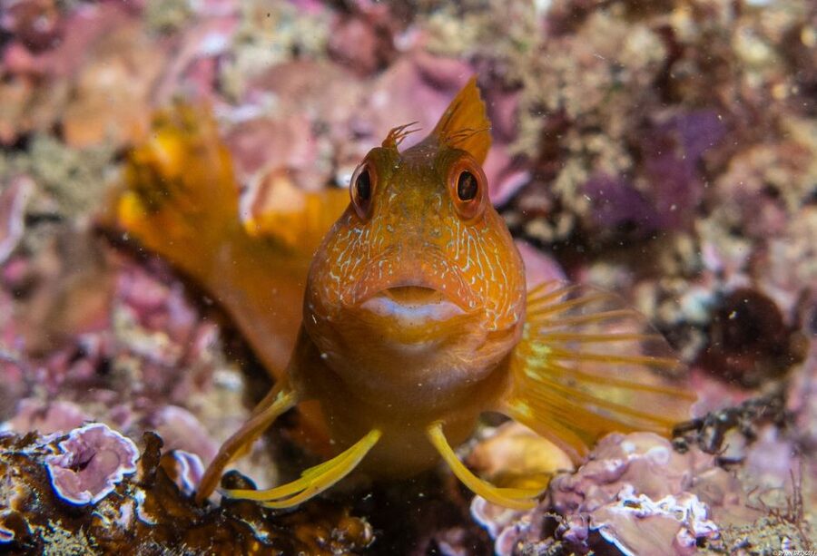 Lagos: Guided Scuba Diving Trip for Beginners - A short boat ride along the Algarve coast