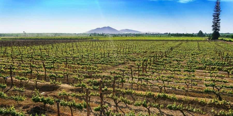 Lagos/Praia da Luz: Wine Tour, Tastings, Tapas, and Music - Portuguese music with the tasting