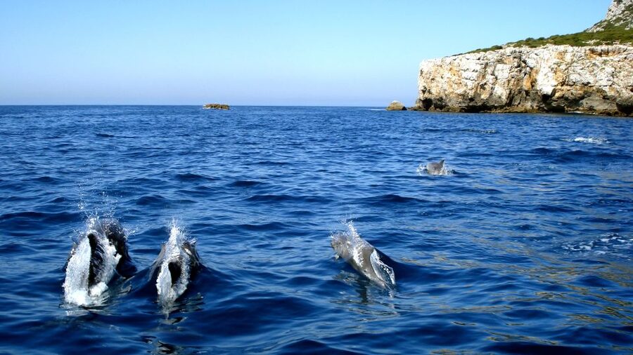Lisbon: Arrábida Natural Park Dolphin Watching Boat Tour - From Lisbon to Sesimbra and the Arrábida Coast